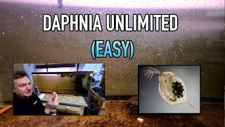 How I Raise Daphnia Water Fleas And You Can Too [upl. by Enymsaj]