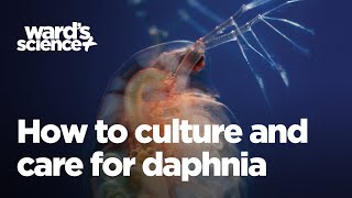 Caring and Culturing for Daphnia [upl. by Nosiaj]