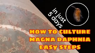 How to Culture Magna Daphnia Easily [upl. by Diogenes477]