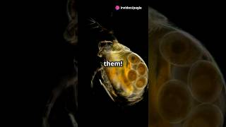 How to culture Daphnia for your Aquarium [upl. by Piderit663]