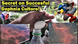 How to Culture Daphnia Successfully [upl. by Ardnala]