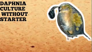 HOW TO CULTURE DAPHNIA NATURALLY WITHOUT A STARTER [upl. by Anier932]