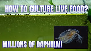 How to Culture Daphnia Secret Method to Breed MILLIONS  Simply Aquatic [upl. by Osnola]