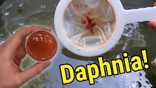 How I Culture Daphnia In Outdoor Tubs [upl. by Retsae162]