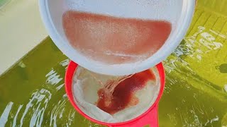 How to culture daphnia  Daphnia culture  How to grow daphnia outdoor [upl. by Radcliffe237]