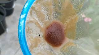 How to culture daphnia moina in a small container Part 1 English Subtitle [upl. by Terrye]