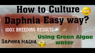 Daphnia MagnaHow to Culture Daphnia Easy wayCulturing Daphnia using Green water Daphnia [upl. by Annol]