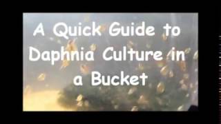 How to culture daphnia outside [upl. by Patterman]