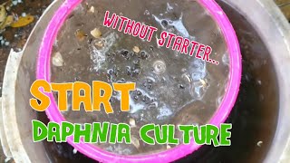 How to culture daphnia moina the easy way 1  Starting the Daphnia culture [upl. by Snashall234]