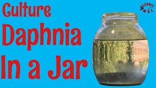 How to Culture Daphnia in a Jar [upl. by Portuna]