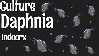 How to Culture Daphnia [upl. by Ettinger]