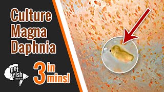 How to culture DAPHNIA MAGNA  The easy way [upl. by Iteerp]