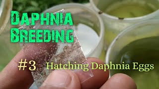 Daphnia Culture made simple and easy 3  Hatching Daphnia eggs [upl. by Oinotnaesoj]