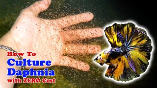 How to Culture Daphnia with ZERO Cost  Unlimited Live Food For Our Fish [upl. by Leamiba886]