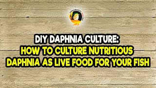 DIY Daphnia Culture How to Culture Nutritious Daphnia as Live Food for Your Fish [upl. by Hgielyk]