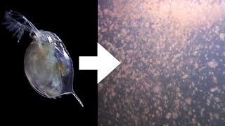 How I Culture Daphnia [upl. by Walt]