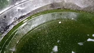 DAPHNIA MOINA CULTURE IN A SMALL BUCKET [upl. by Nilknarf]