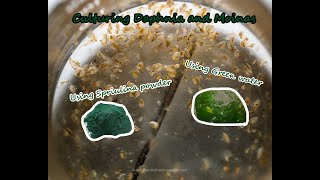 How To Culture Daphnia and Moinas using Green Water Spirulina powder [upl. by Ebehp]