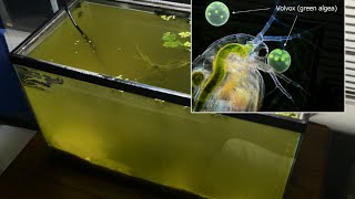 Raising Daphnia for the Freshwater Aquarium [upl. by Novahs]