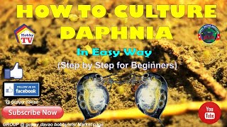 HOW TO CULTURE DAPHNIA In Easy Way [upl. by Inoek]